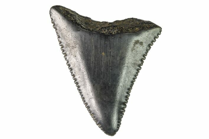 Serrated, Fossil Great White Shark Tooth - South Carolina #164768